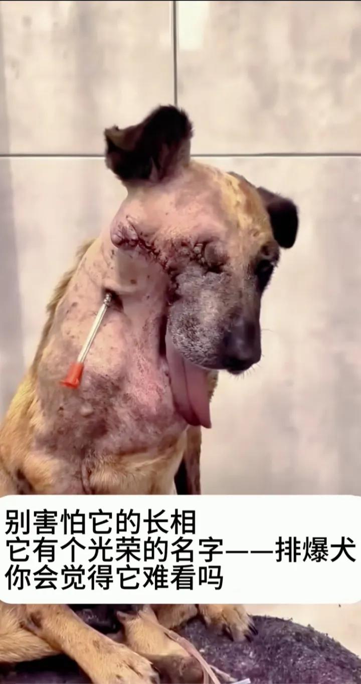 狗狗，有一个光荣的名字，排爆犬。它并不难看，而难看的是有些另类饮食癖好群体，这些