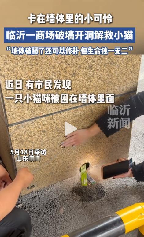 暖透了！ 山东临沂临沭万达广场，一只小猫被困在墙体里哀嚎了许久，商场工作人员二话
