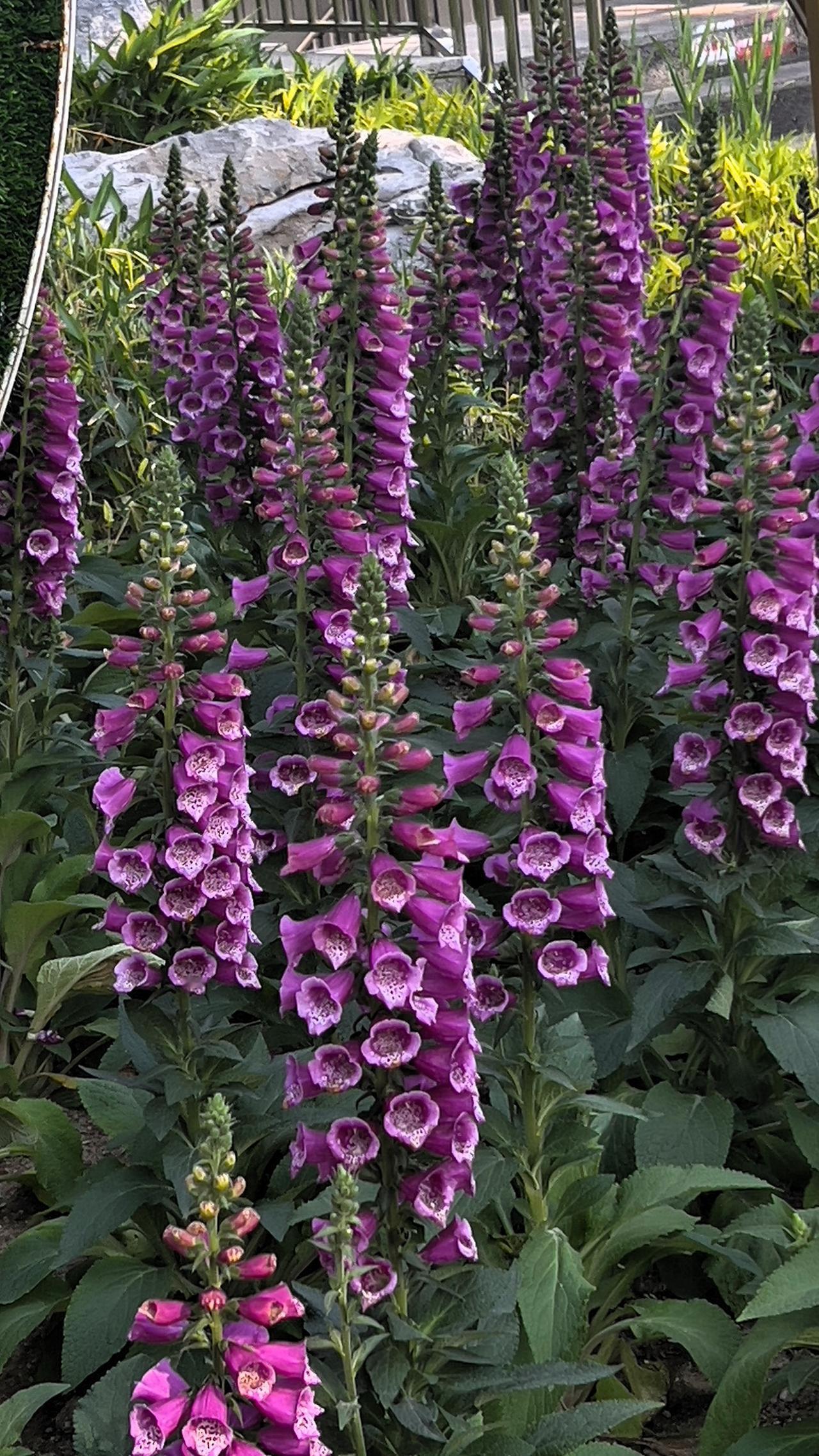 五彩斑斓的花朵里，毛地黄绝对是独特的存在。它又名洋地黄、狐狸手套等，每个别名都藏