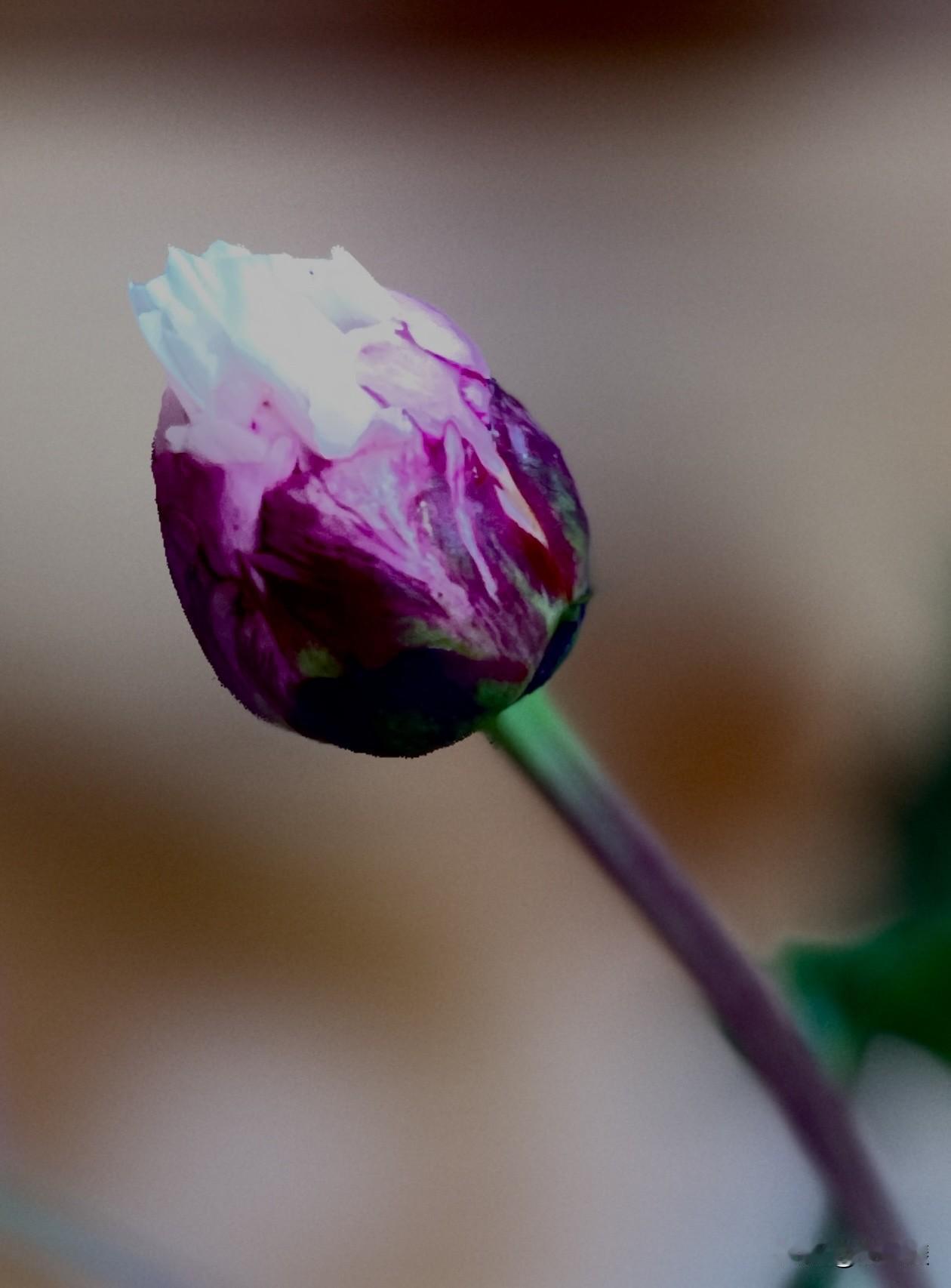 五月花神，芍药之美。
芍药有个很好的花语，
"情有所钟"
芍药承春宠，何曾羡牡丹
