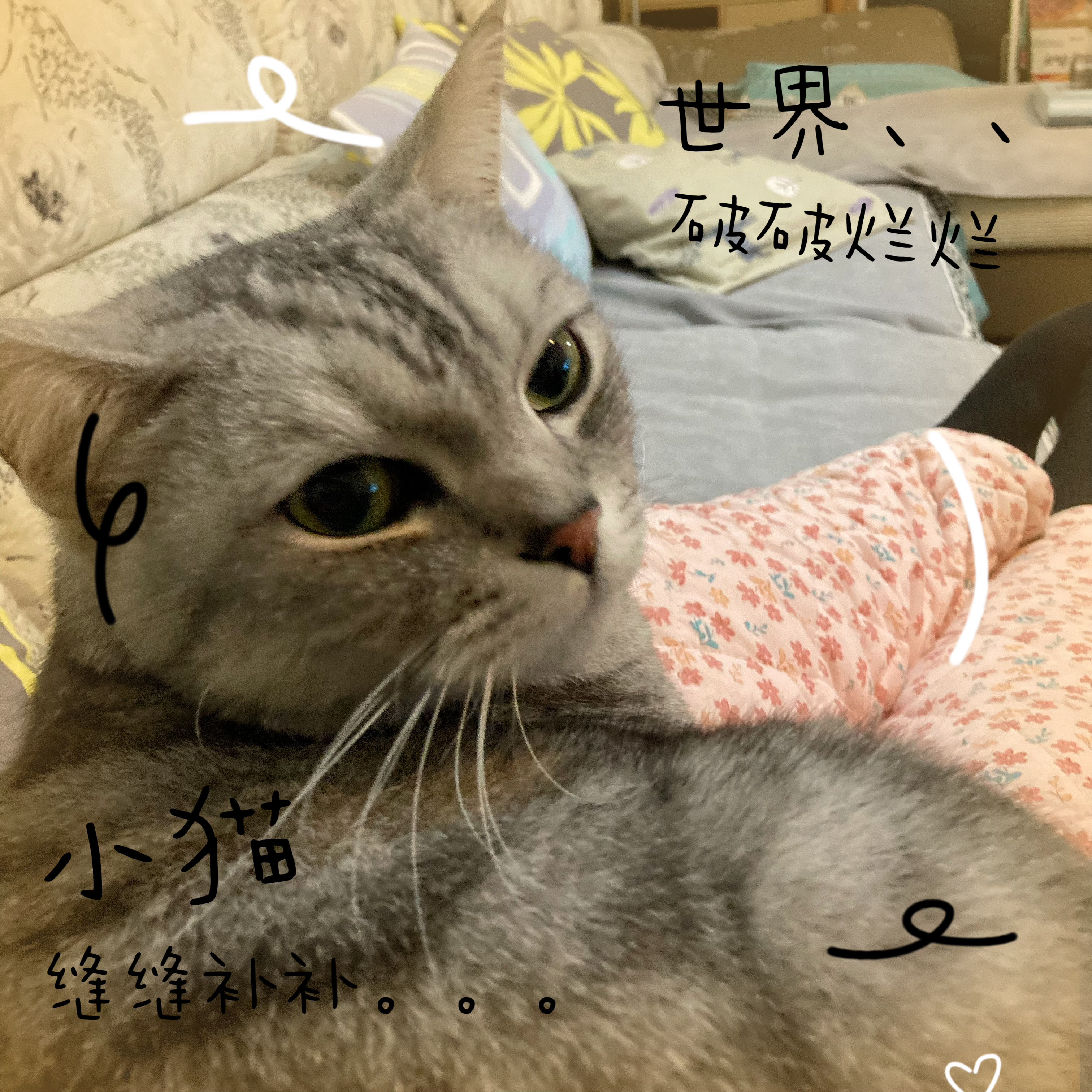 自从养猫以后我从来不坐沙发。但是现在每天晚上都会坐着看《要久久爱》，猫咪每天晚上