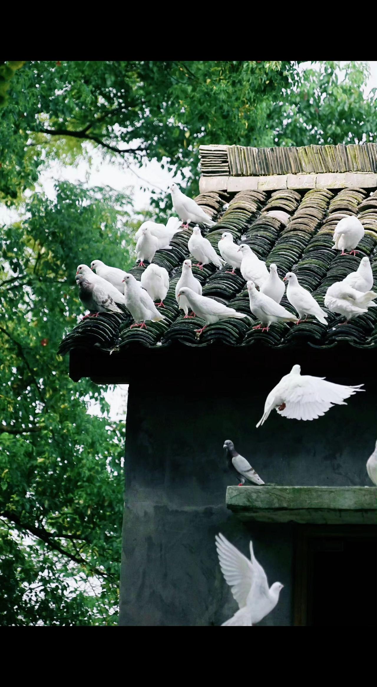🕊️青瓦上的白鸽，是时光写给老巷的诗✨
振翅时抖落几片云，檐角便有了禅意🌿