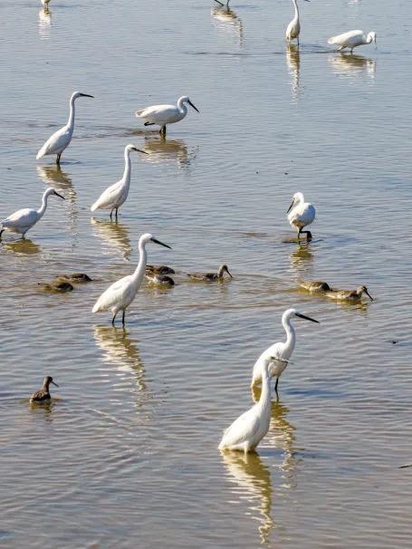初冬的长沙望城，团头湖正铺展着一幅灵动的生态画卷！随着季节更替，湖水悄然退去，蜿