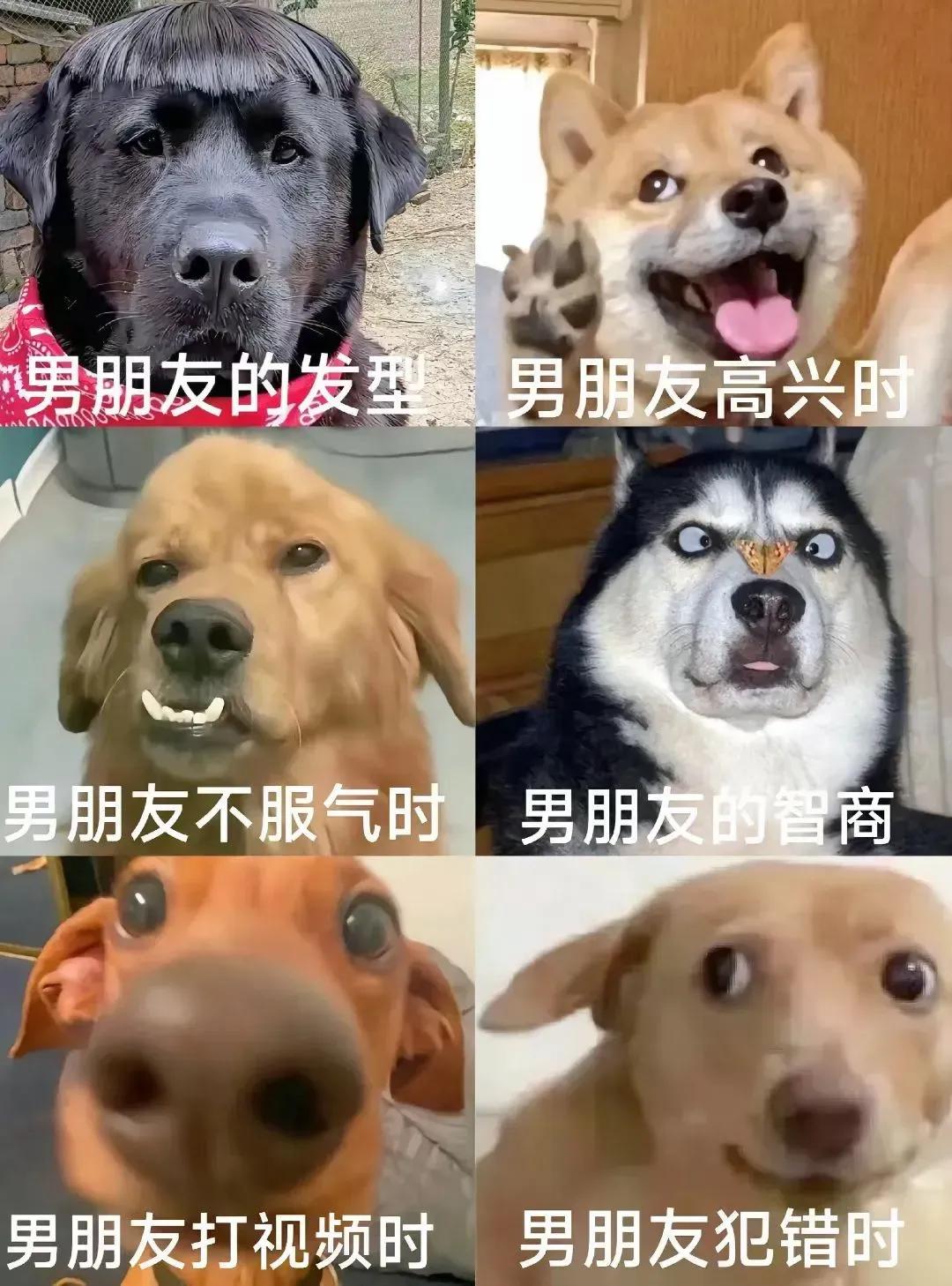 为什么你的男朋友都是狗？[狗头]