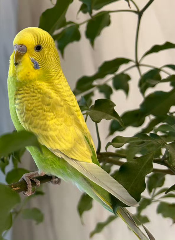 寒假快乐源泉，被我家鹦鹉萌化了放寒假回家，结束了一学期的忙碌，终于能在寒假学习的