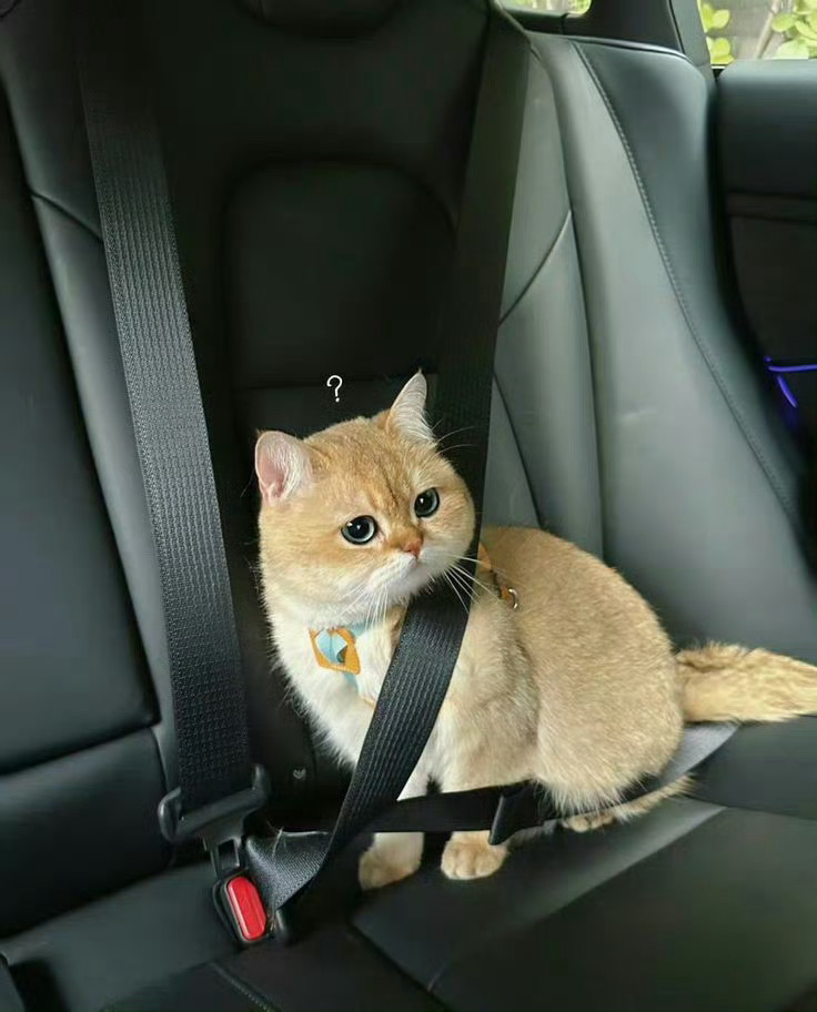 猫咪：安全带要绑全身吗🥹 