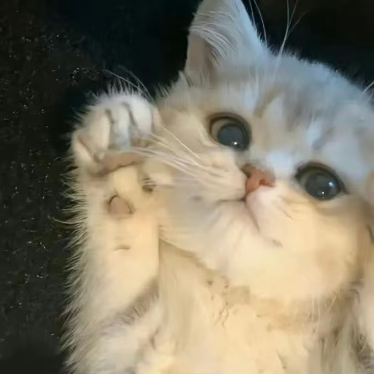给我看看爪子🐾 橹穆 ​​​