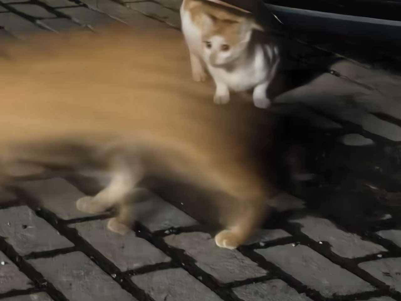 49007【问此乃何物】茫然QQ丑猫肠以及飞舞面包三爪不明生物诞生中。 