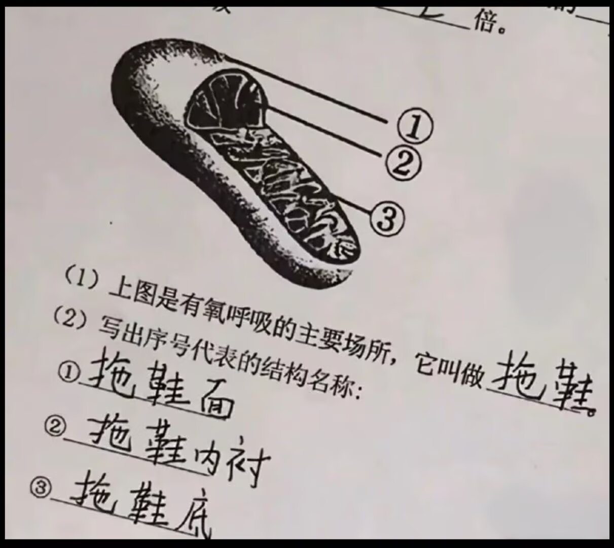 6551拖鞋也能进行有氧呼吸吗？ 