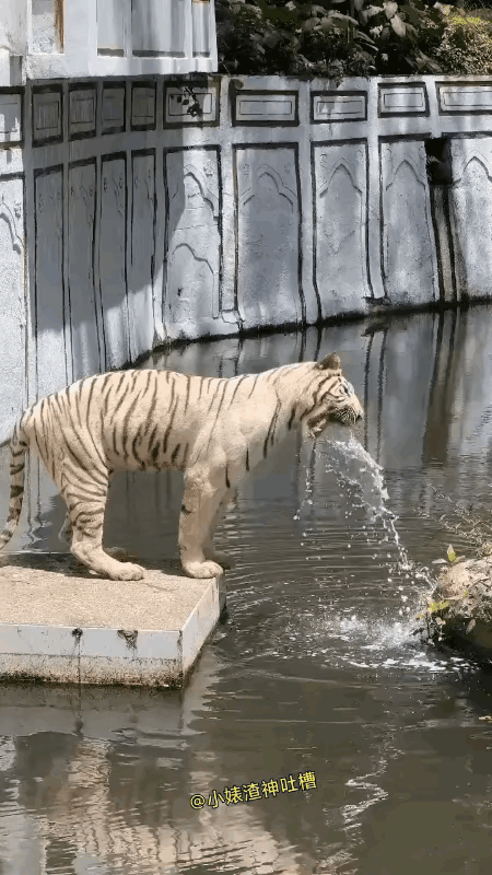 这大猫，
昨天得喝了多少才会这样？