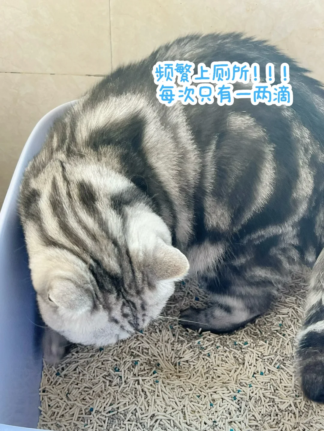天塌了…我家猫尿bi了！