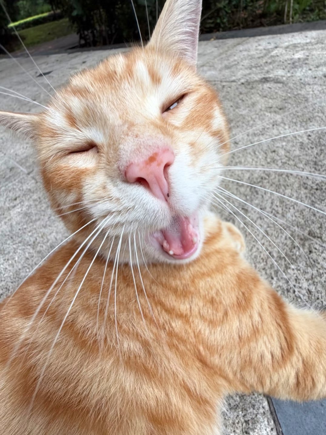 好好的小猫被苹果实况拍丑了 ​​​