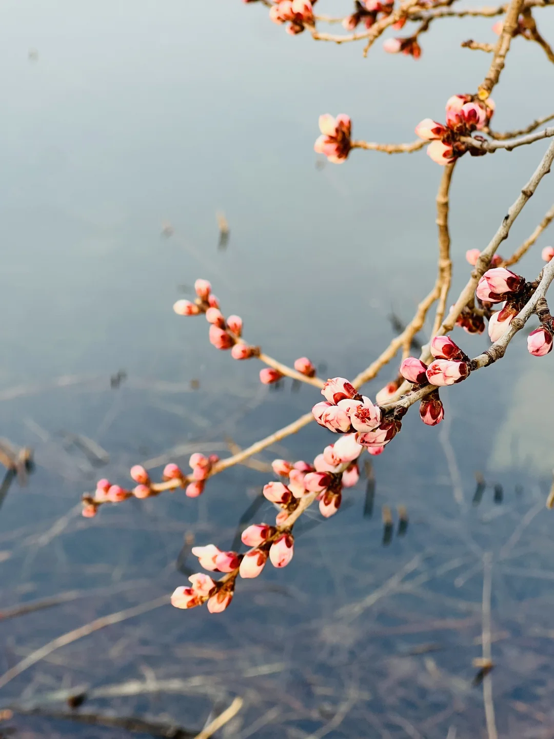 🌸3.12颐和园西堤桃花渐开❗实况持续播报