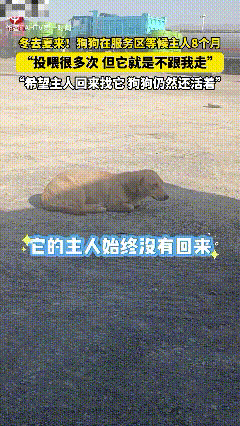 泪目了！近期，新疆精河县，一男子得知狗狗在服务区等待主人8个月，投喂多次，却不愿