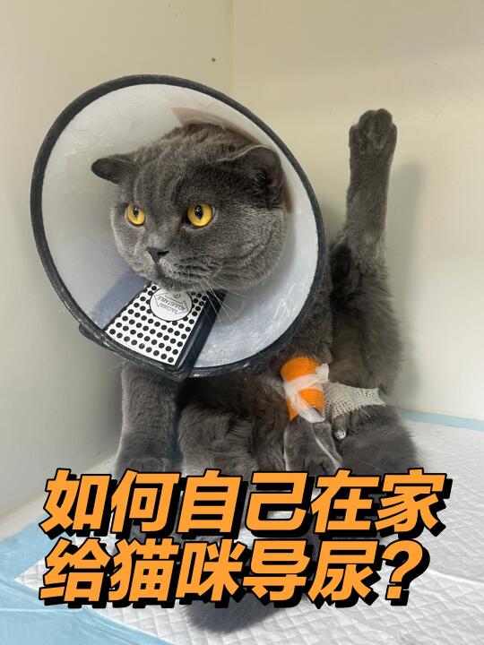 如何自己在家给猫咪导尿？