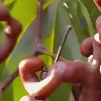 种植 🍂拐枣种植方法一、选地整地拐枣适应性较强，喜生于向阳、湿润、土壤肥沃、排