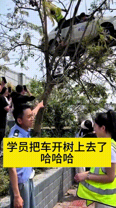 哎呀妈呀，这也太离谱了！
小姐姐考驾照练科三，谁也没想到直接把驾校小车干树上去了