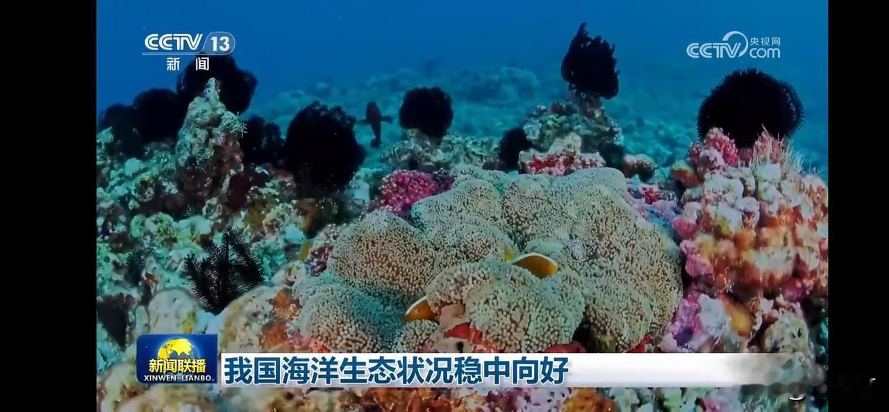 海底世界探秘：珊瑚礁的生机与美丽