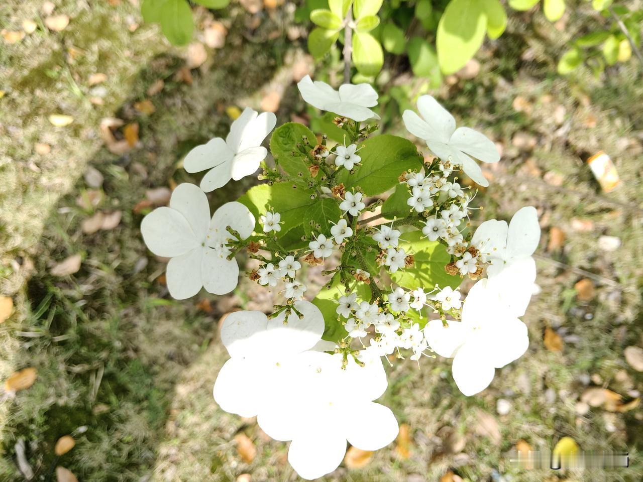 放下手机，解放眼睛，保护视力，守护颈椎，为健康长寿护航！
今天上午，送孙子补英语