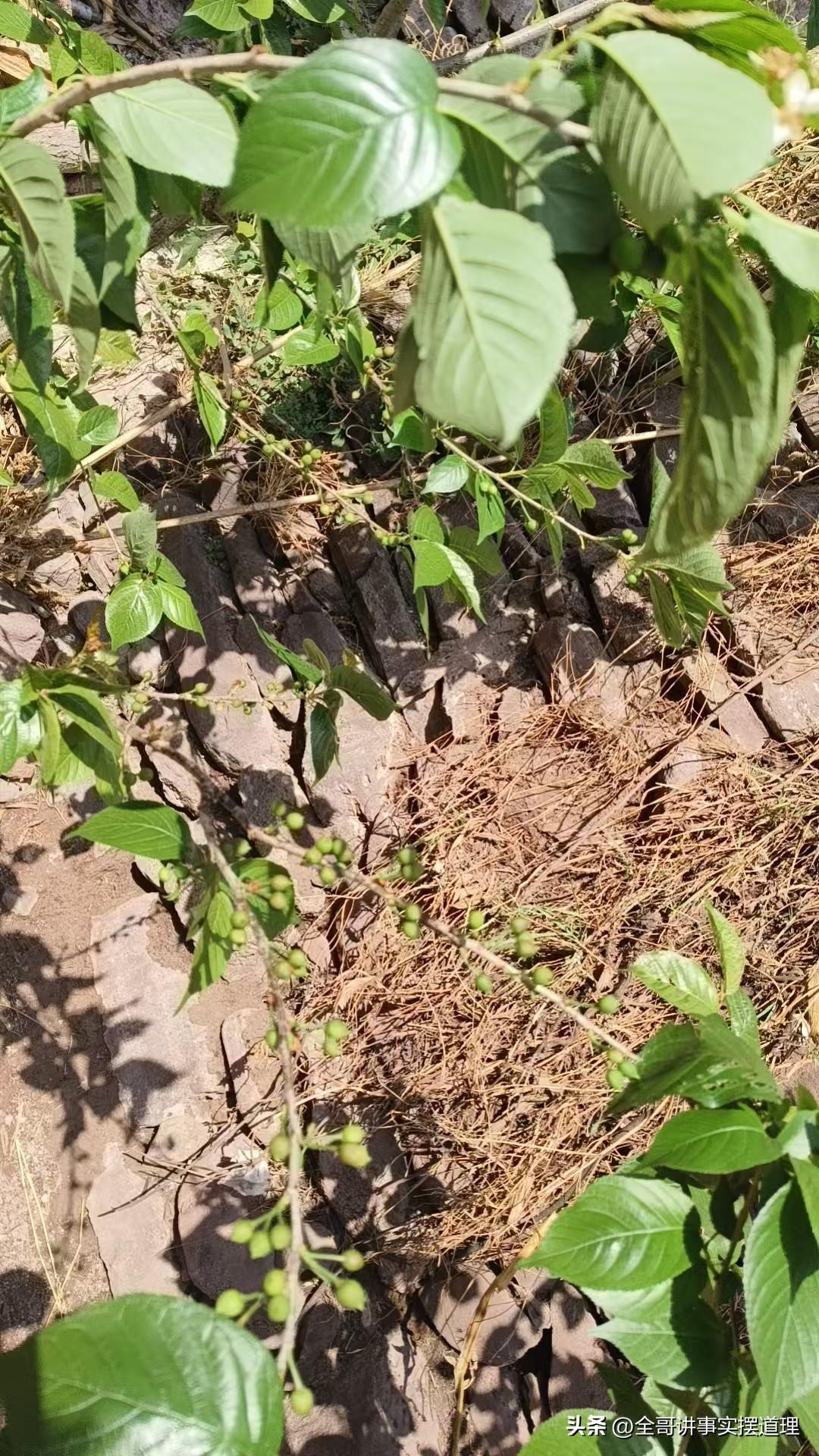 看到自己亲手种的樱桃挂果了，还是很高兴的。