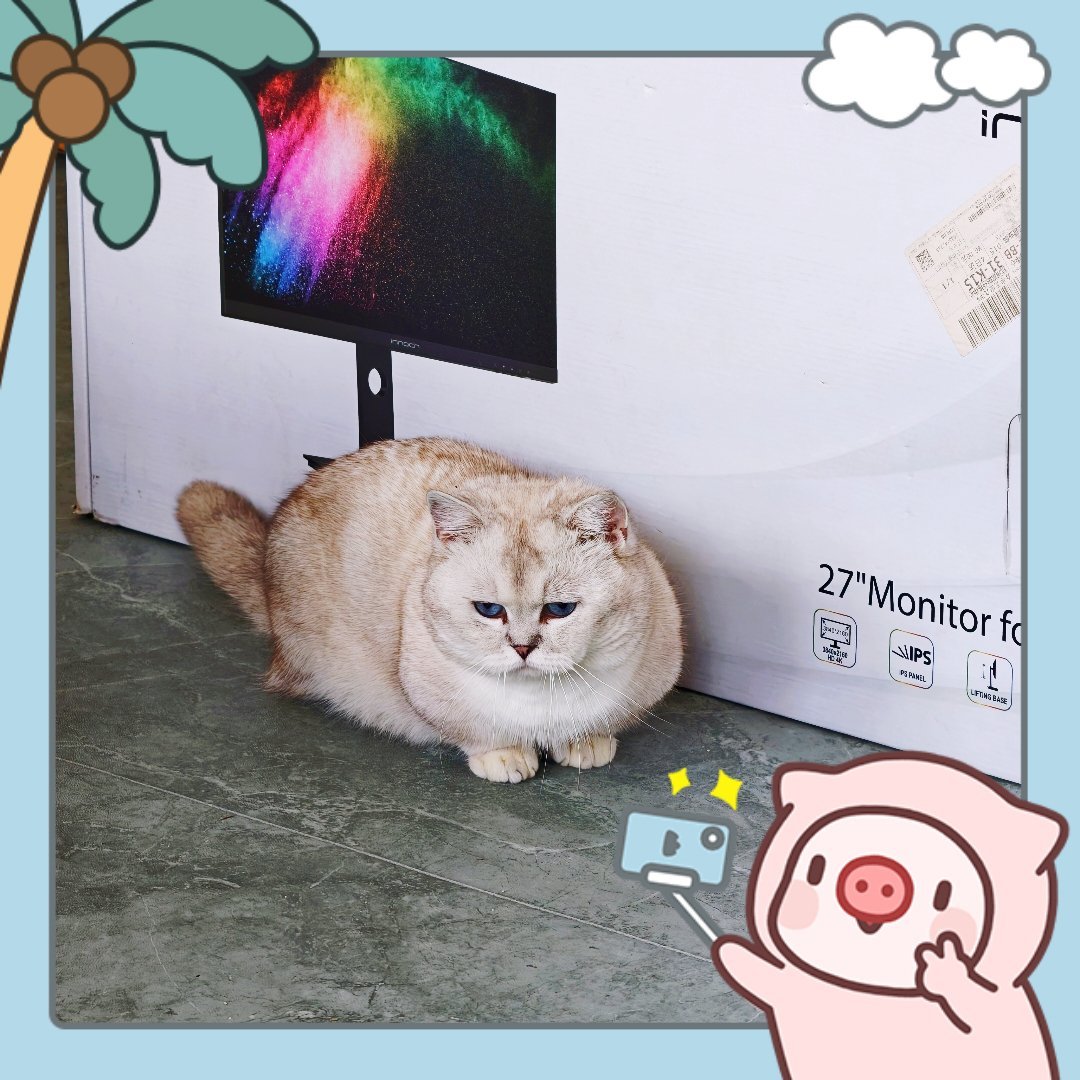 短短噶完蛋之后确实就是一只神仙小猫了！能吃能喝，不上床睡觉会贴贴，会卧倒翻肚皮肥