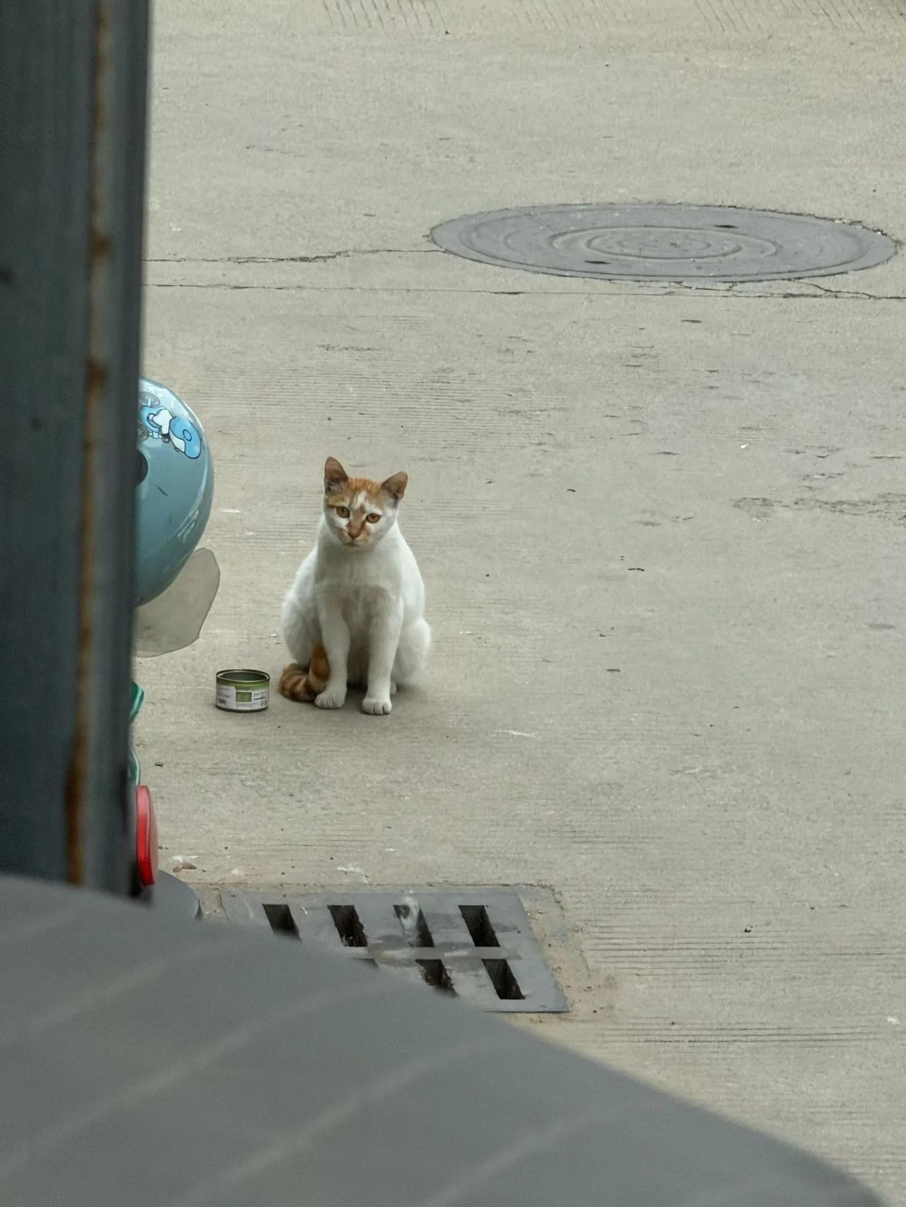 等着我回去拿猫粮的小猫咪。