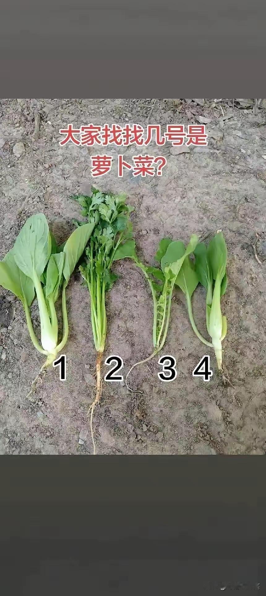 应该是4吧，我猜的[大笑]也没种过