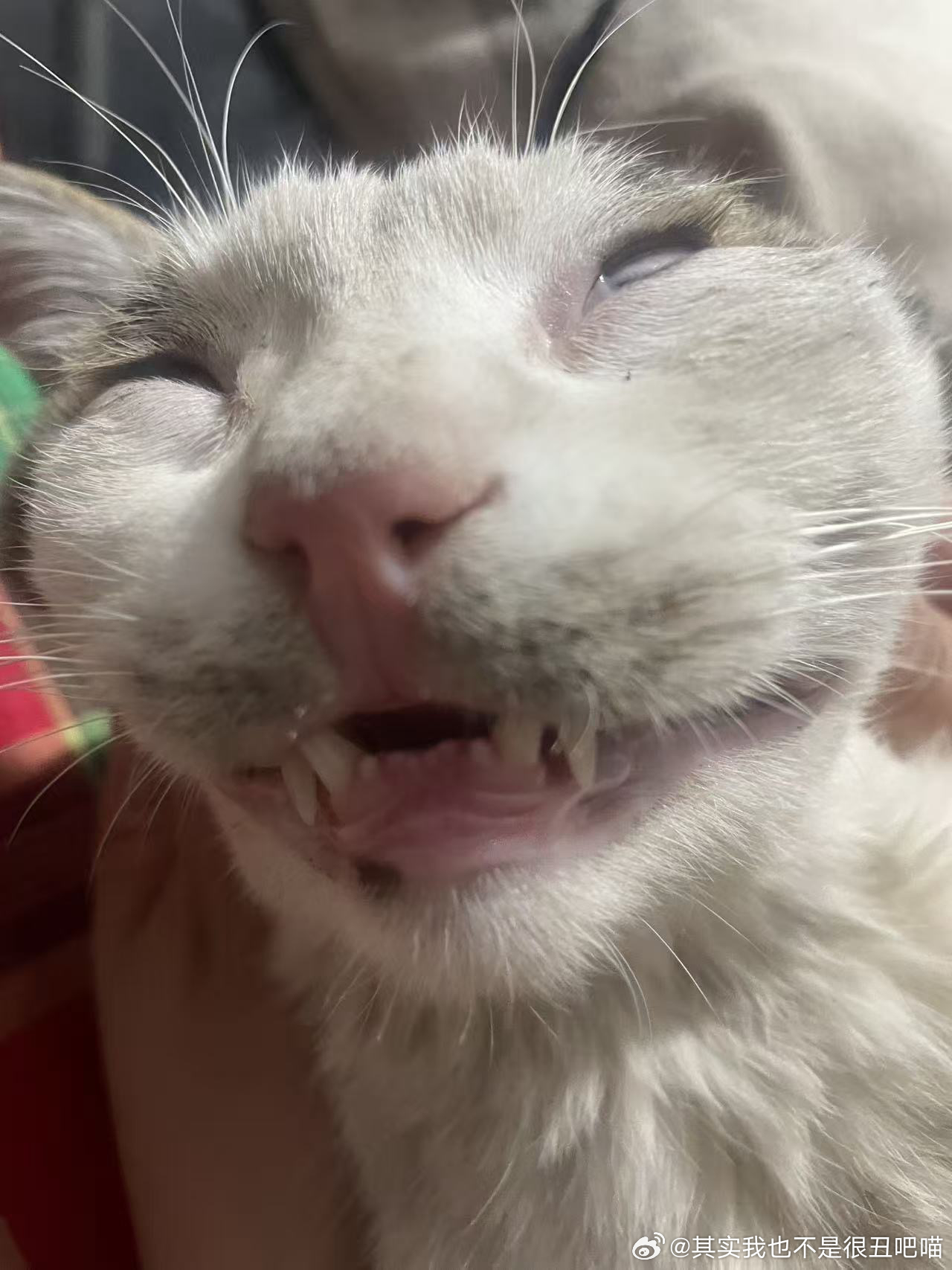 50313【丑猫】变成小猫咪还是没办法和你玩嘛 