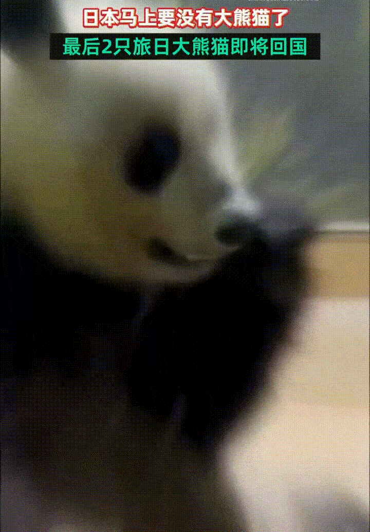 日本马上就没有大熊猫了，最后两只旅日大熊猫“晓晓”和“蕾蕾”明年2月就要回国了，