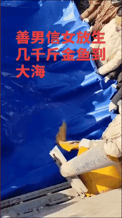 金鱼：我代表你八辈子祖宗谢谢你[泣不成声]