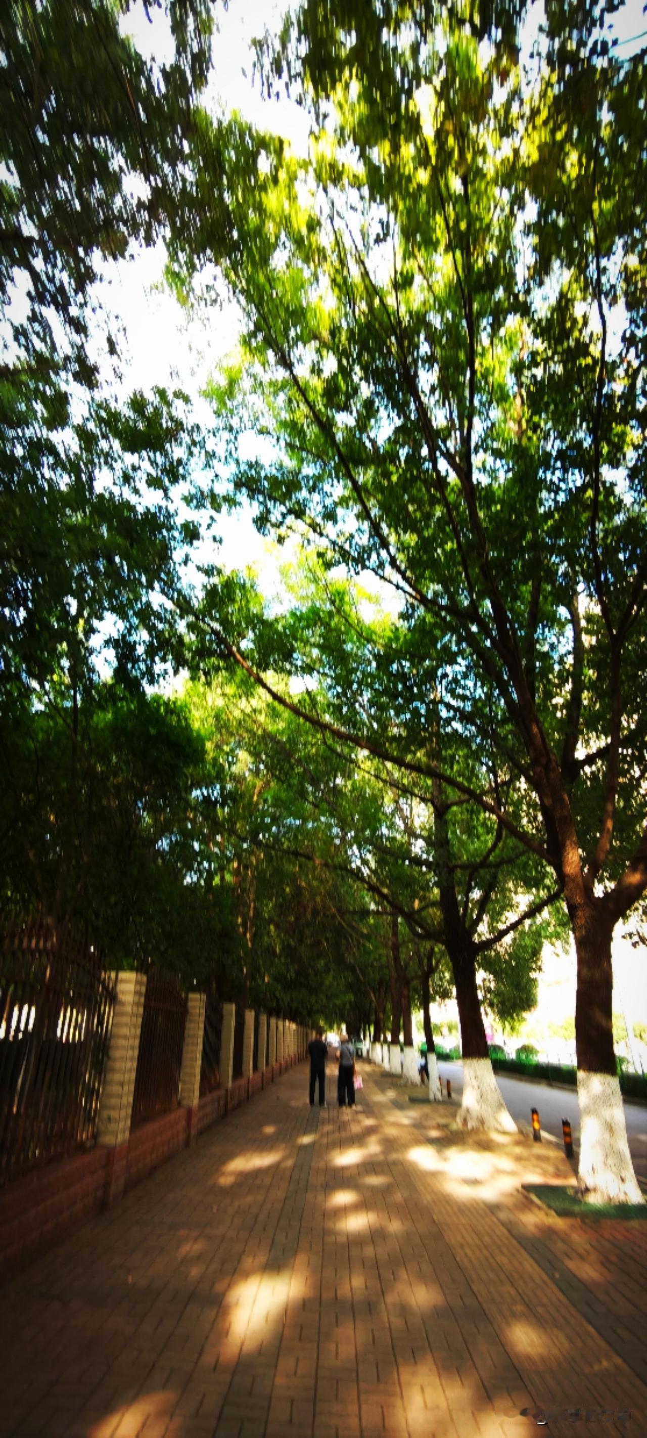 幸福其实往往比我们所想象的要简单很多，夏日树荫下散步，慢慢在生活中铺陈出灵动鲜活
