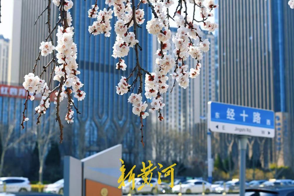 济南经十路最美杏花绽放 绘就城市春色-app/#/content?catid=3