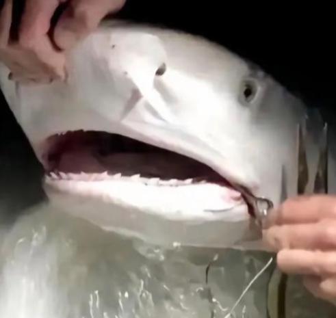 1996年，一位意大利女潜水员在巴哈马海底，帮一条大鲨鱼拔掉嘴里的钢钩，正准备离