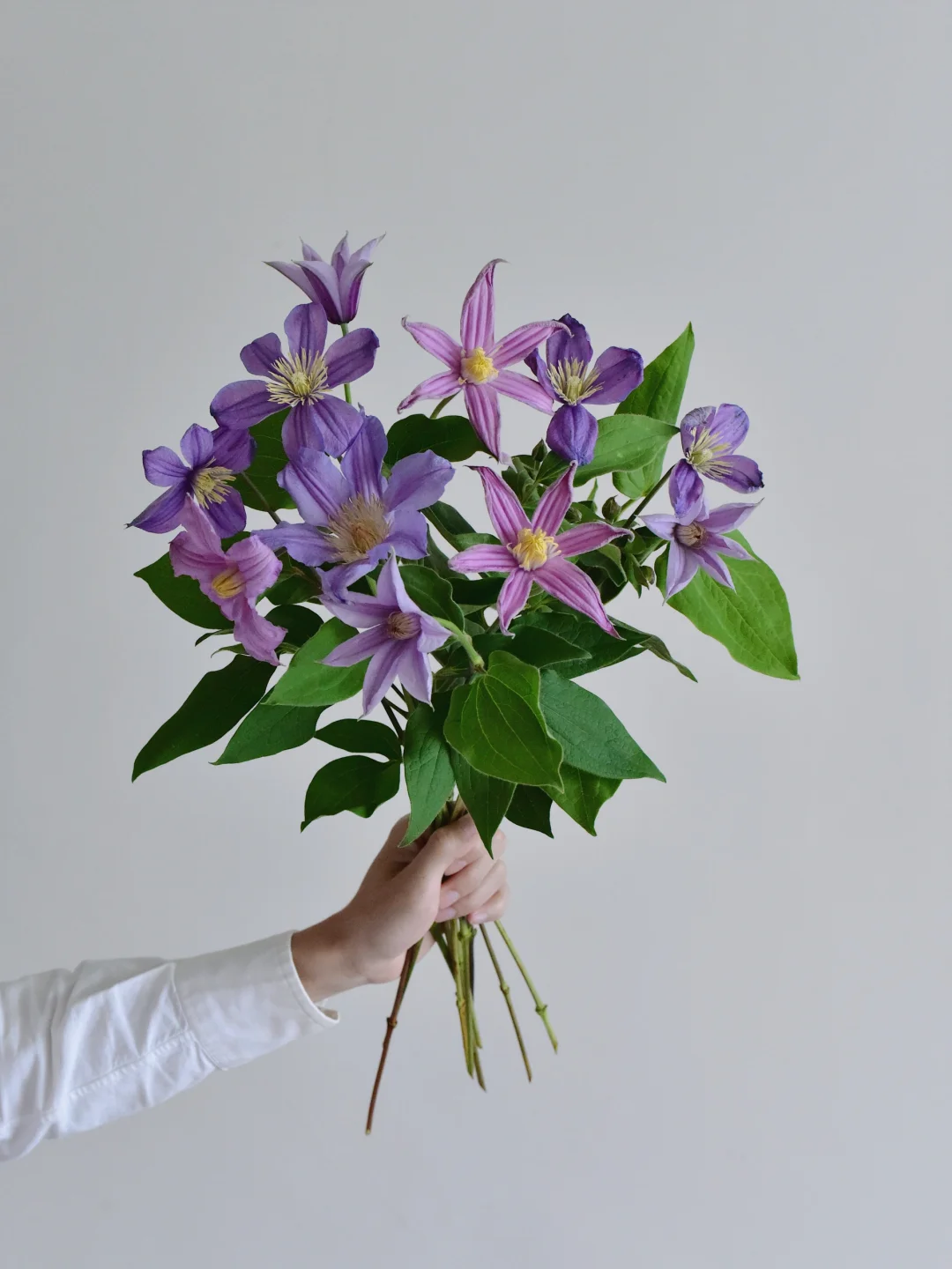 国产铁线莲·混色