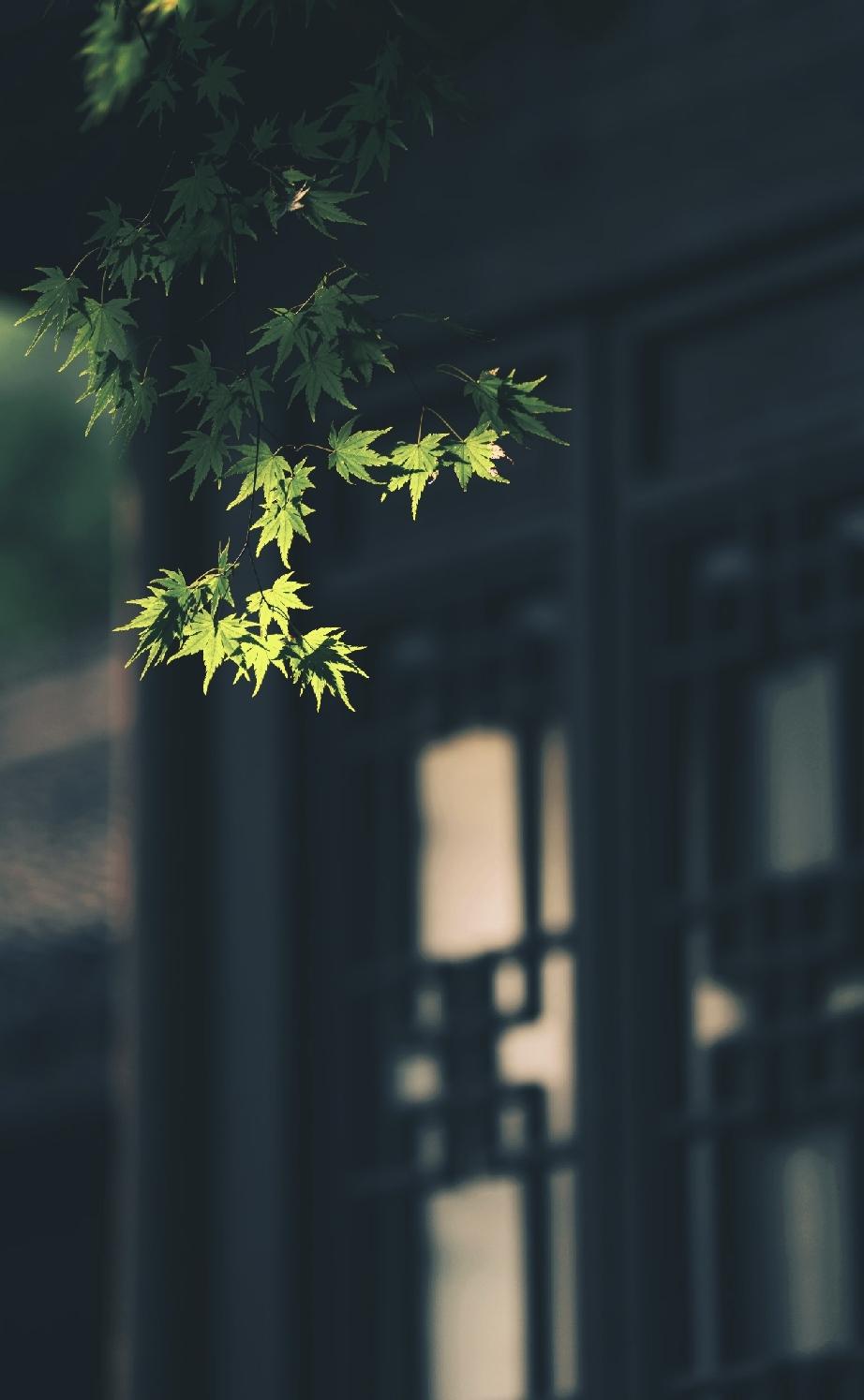 索达吉堪布说过：“我们不能变成太阳，也不能变成月亮，但是能不能变成一盏小小的明灯