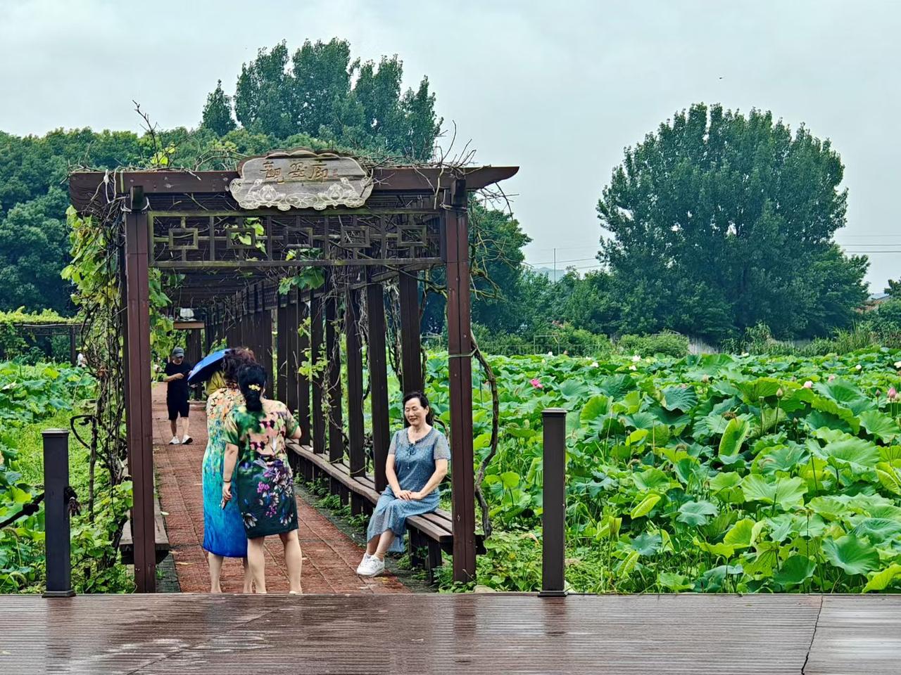 夏日生活打卡季细雨过后，一池荷叶铺展连天，翠色层层叠叠。木质回廊蜿蜒穿行荷塘，观