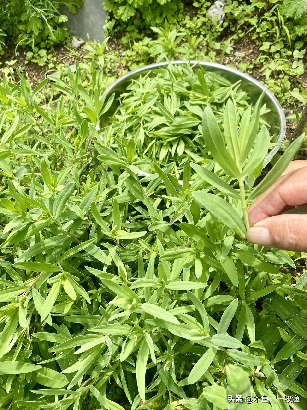 雨后的山麻楂在疯长。我家门前有一个百十平米小山坡（由我管理着），上面种了一些野菜