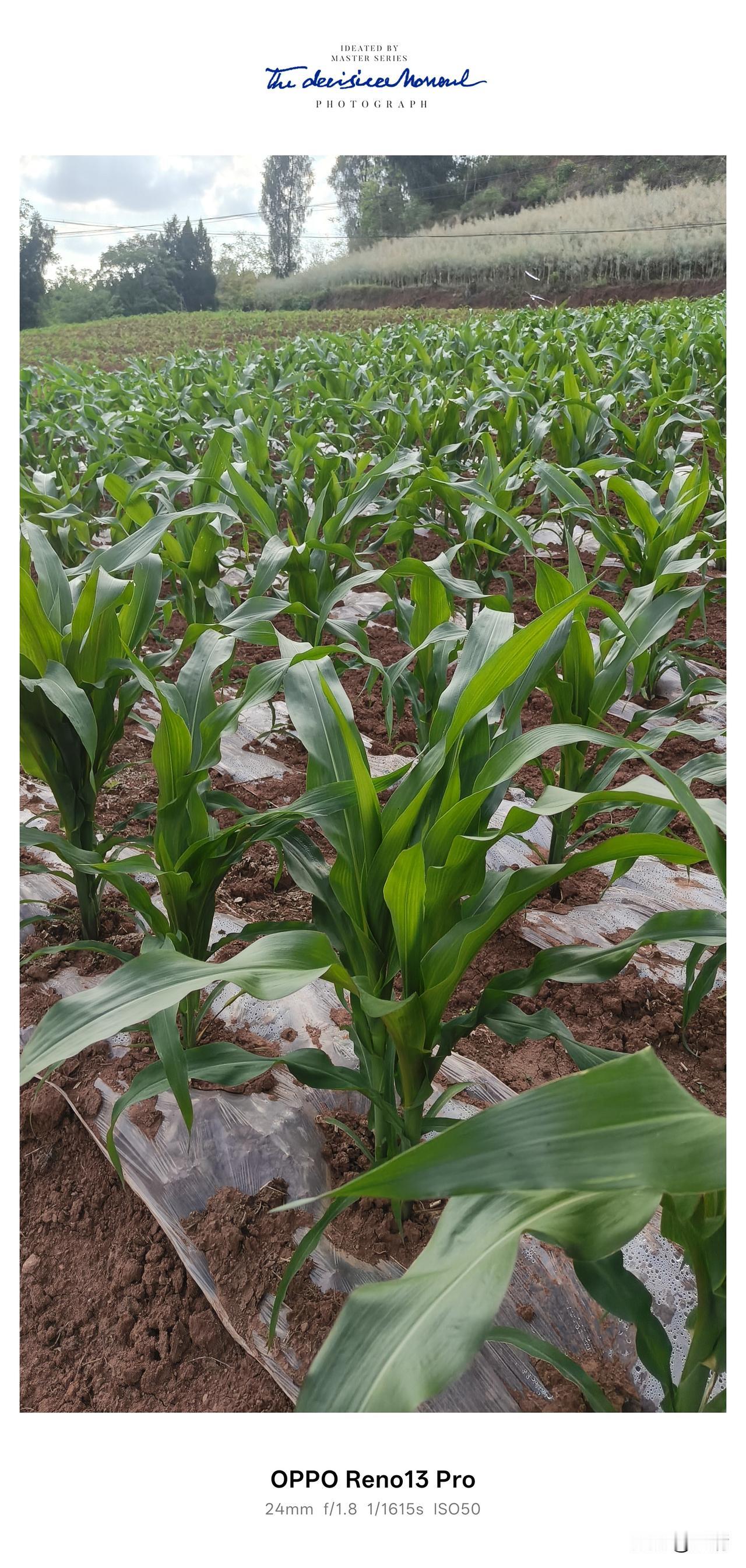 资阳市雁江区八粮堰，玉米拔节，藏着春日里最踏实的盼头🌽[赞][赞][赞]
 