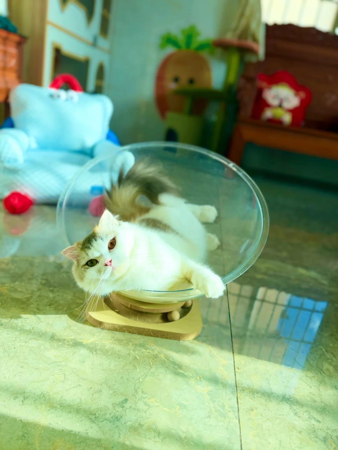 猫咪寄养、500🈷️