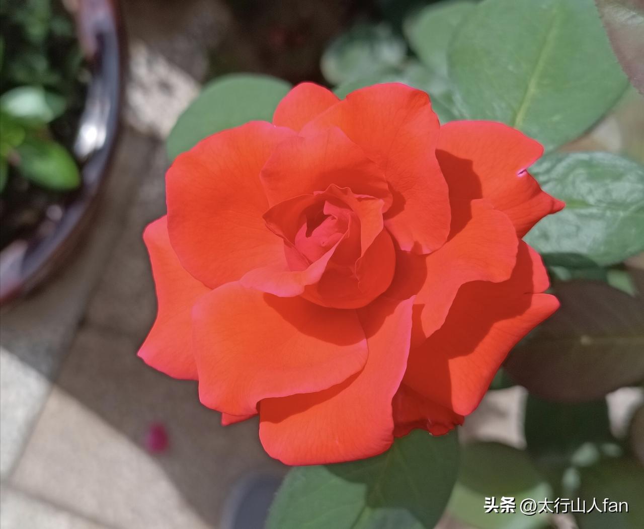 看看我的庭院小花园……
（图片：拍摄于沙河市·沙河小院 2026-8-4）
