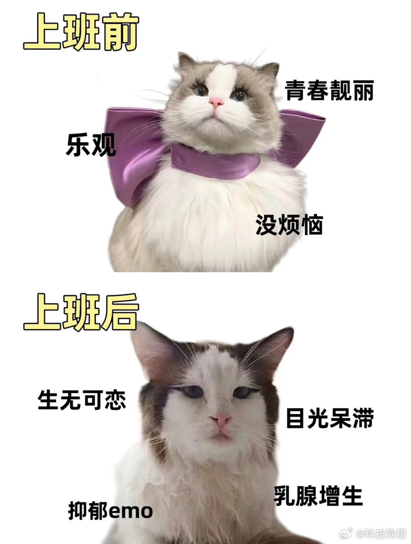 别来工作的地方找我上班前：世界真美好，上班后：毁灭吧。我长的不丑，但你看到上班的