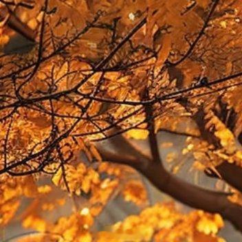 五岁的时候，你可以为捕捉一只蝴蝶，而跑到一公里外的田野十岁的时候，你可以为一个冰