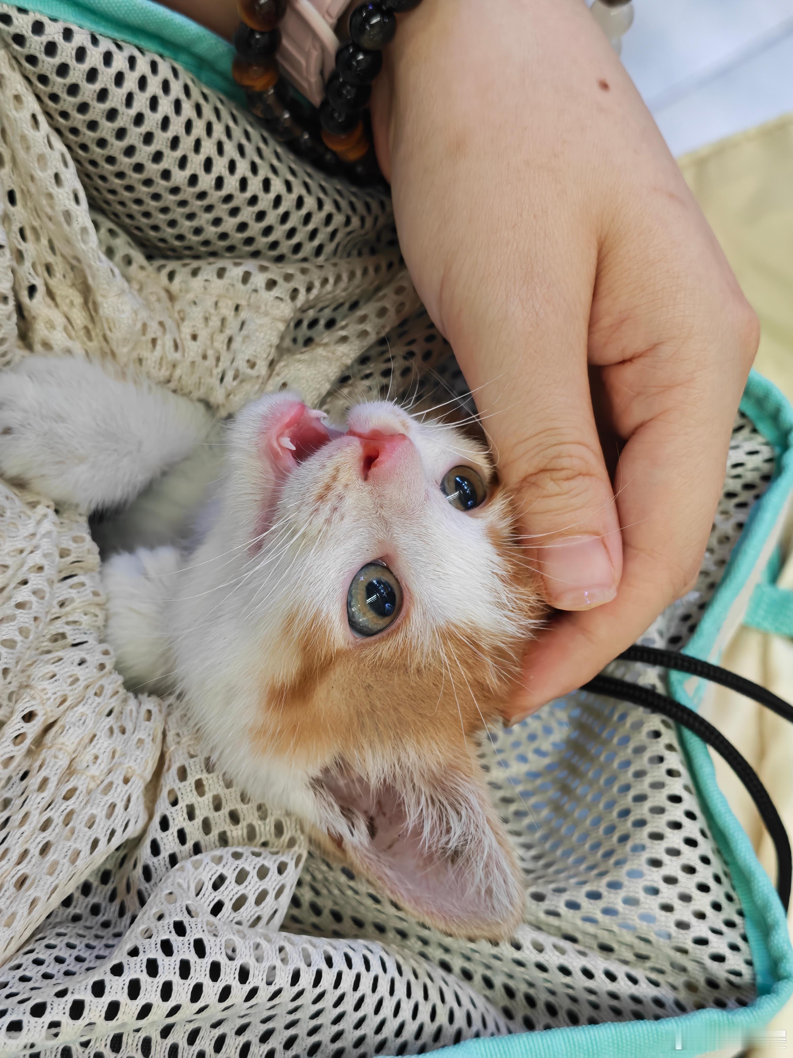 CV洛樱 小猫咪肉眼可见的长大了 