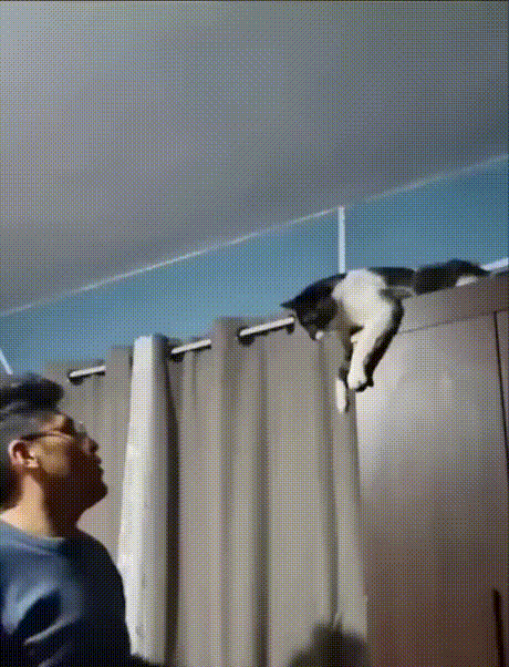 奶牛猫一身反骨[狗头]