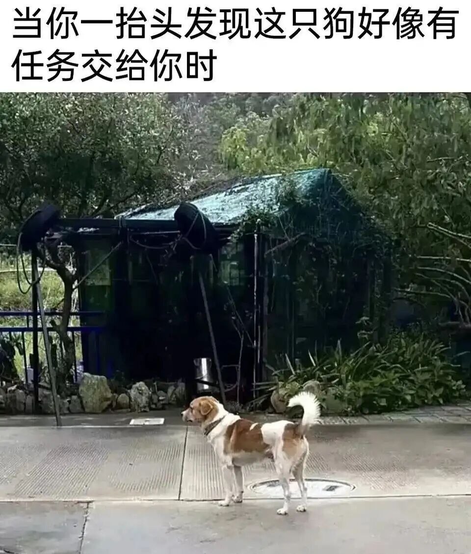 任务：摸摸 