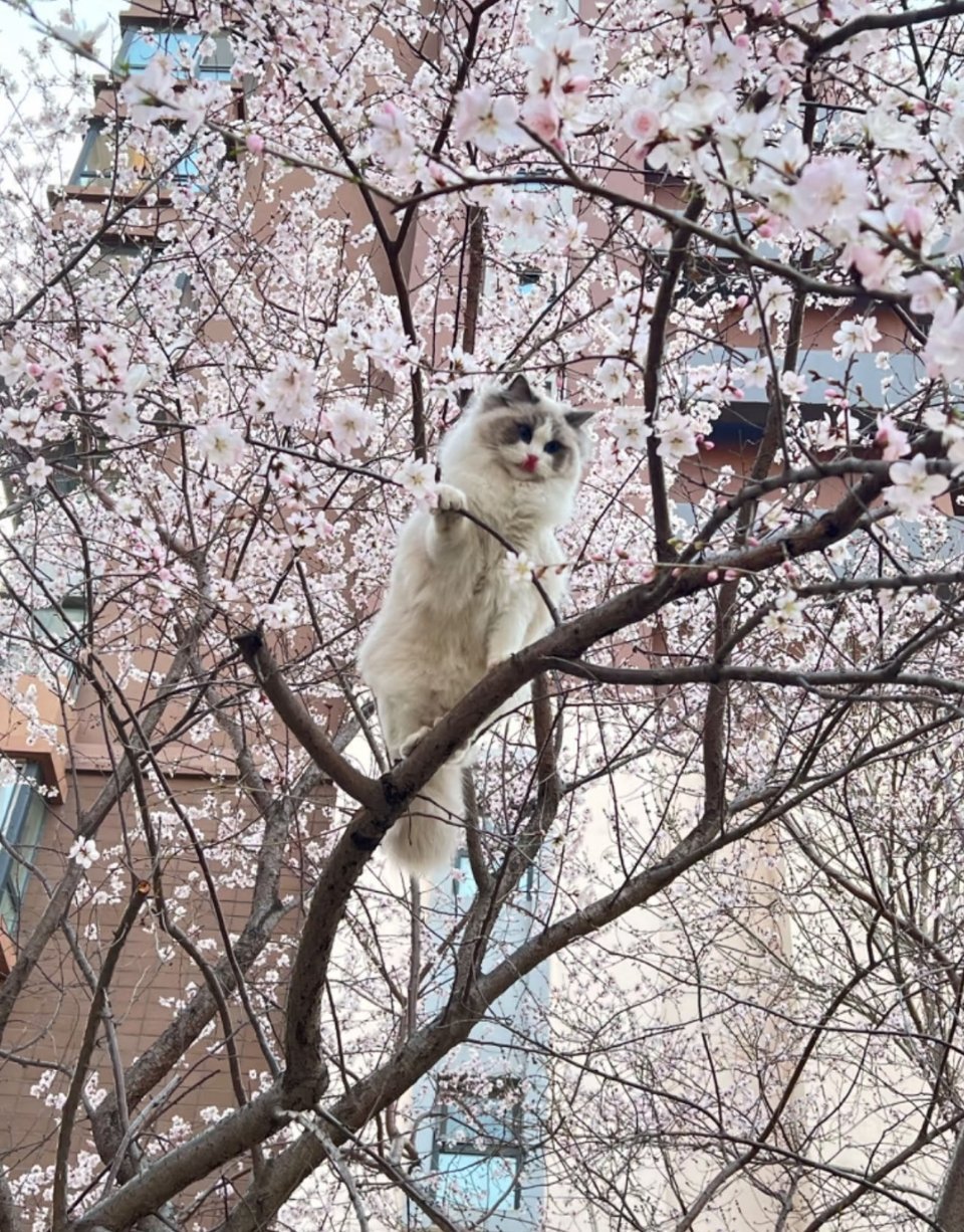 猫面桃花相映红 