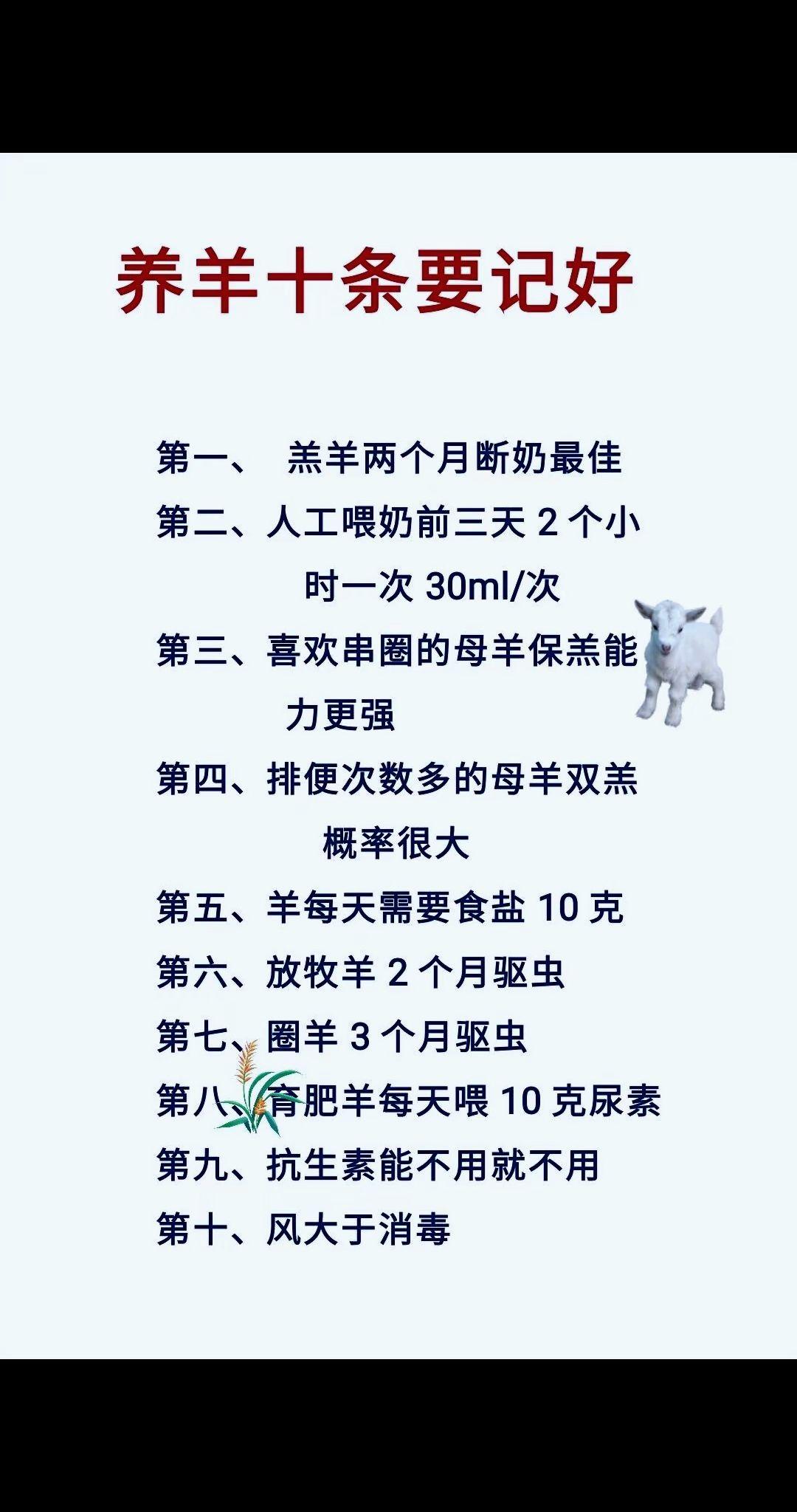 养羊农村养羊 牛羊养殖