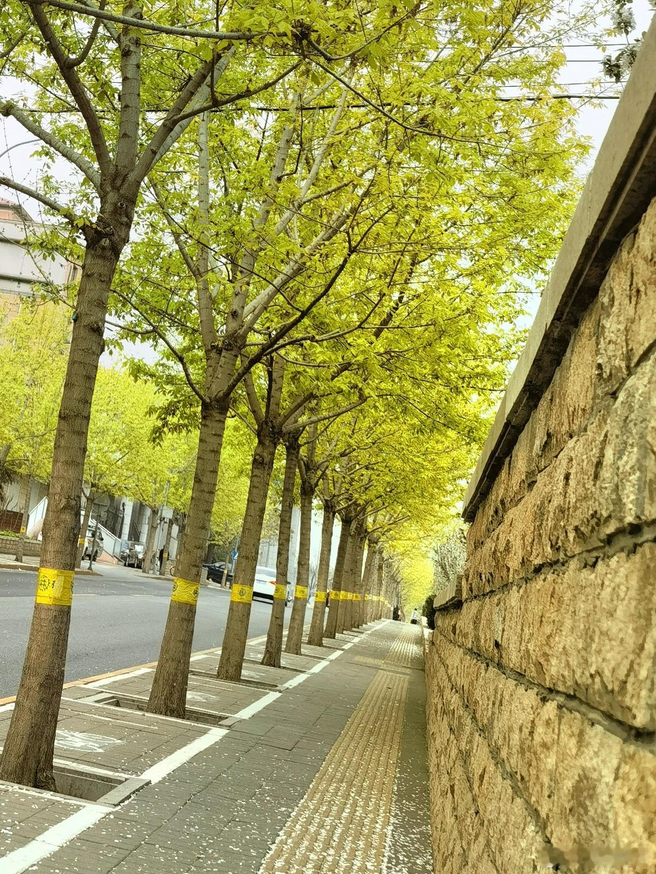 北京的春天稍纵即逝#与北京的春天合个影# 吧。杨花榆荚无才思，惟解漫天作飞有鼻炎