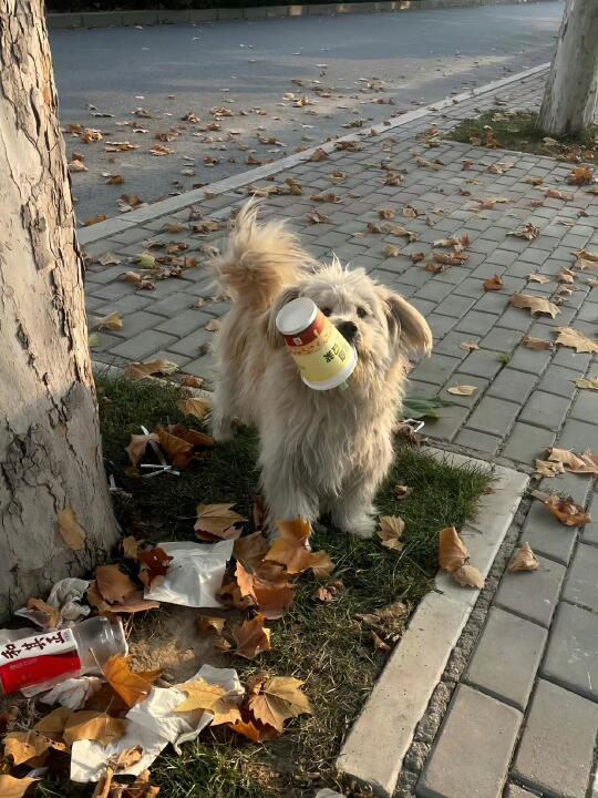 你不是流浪狗 是靠自己活下去的厉害狗狗！