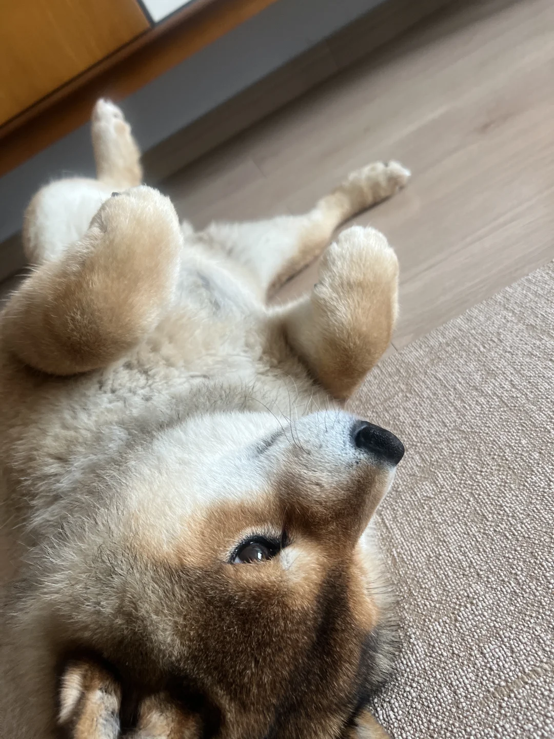 好一个狗张力？好可爱啊小手手